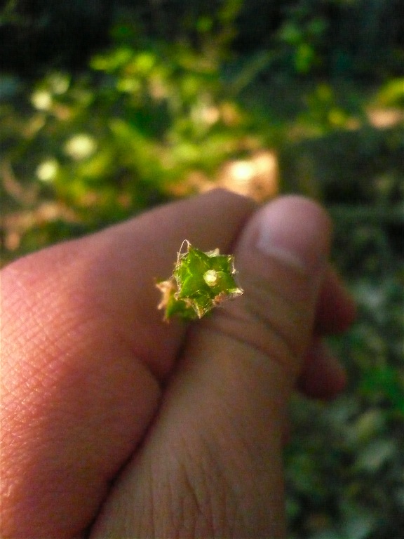 Lecceta, suolo granitico - Carex contigua